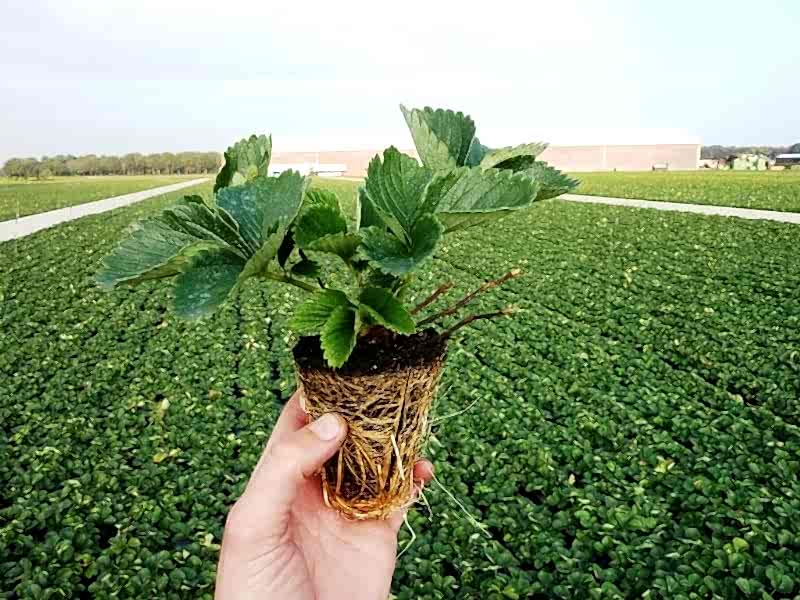 Bahçe ve Ziraat Ürünleri