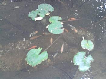 Biyolojik Göller ve Havuzlar