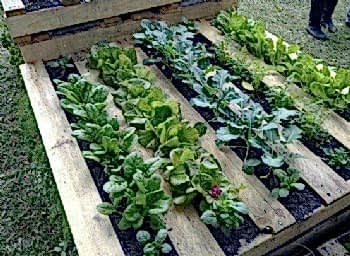 Peyzaj Tasarım Uygulamaları