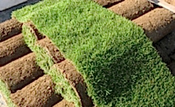 Hazır Rulo Çim Uygulama ve Bakım