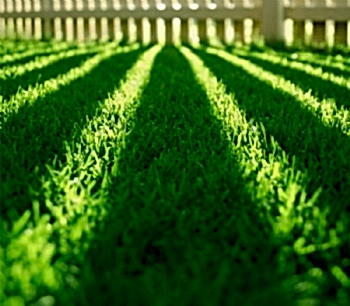 Hazır Rulo Çim Uygulama ve Bakım