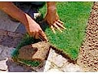 Hazır Rulo Çim Uygulama ve Bakım